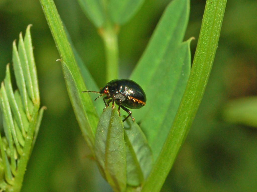 Coptosoma scutellatum